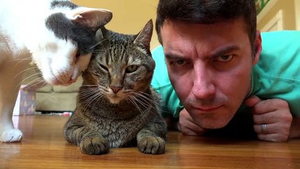 Cats Are Funny! - Best of The Mean Kitty Compilation  GET READY to LAUGH BIG!