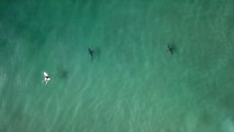 3-minutes of Sharks Circling Surfers in Durban, South Africa | SURFER Magazine