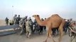 U s soldiers vs Arab Camel