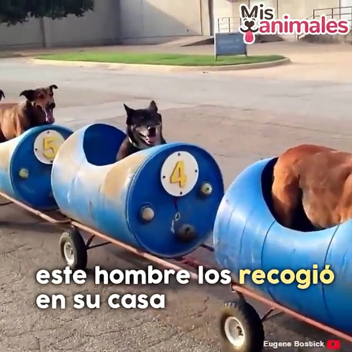 Y COMO LES GUSTA A LOS PERRITOS