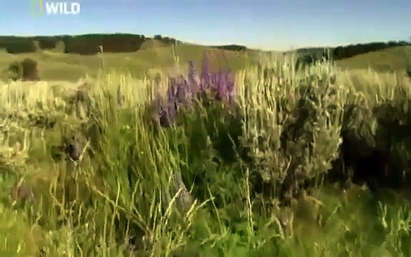 Grizzly Cauldron Return of the Gray Wolf National Geographic Nature Documentary ANIMAL DOCUMENTARY