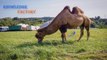 Latest Scientific Research on Camel _ Why camel is Called Ship of Desert Urdu Hindi