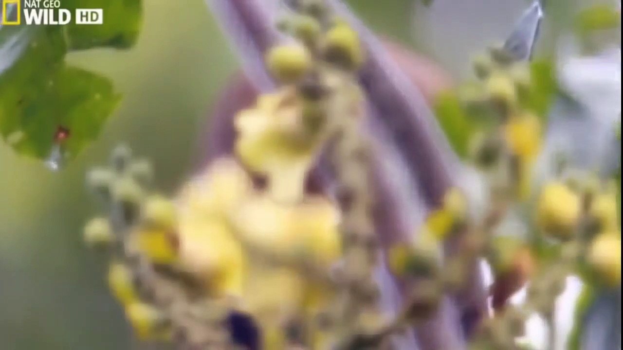 Wild Amazon ᴴᴰ