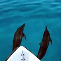 It's a beautiful day to be out in the water for a relaxing dolphin cruise, enjoying the sea breeze or listening to the sound of waves  | :  nasbonbi | #Maldi