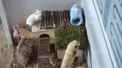 Hamster Enrichment Ideas