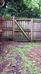 Giant Tegu Lizard Captured in Backyard