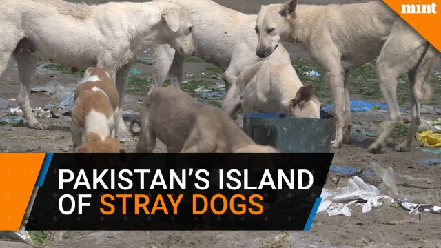 Pakistan's island of strays dogs