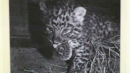 逢えてよかった…さくら - Amur leopard "Sakura"