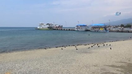 Sahiller Kuşlara Kaldı