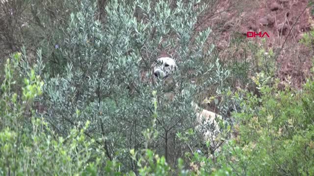 Kocaeli Köpeğini Kurtarmak İsterken Yamaçta Mahsur Kaldı Hd