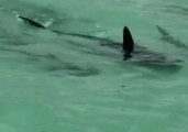 Man Spots Ten Hammerhead Sharks Below His Boat in Oahu, Hawaii
