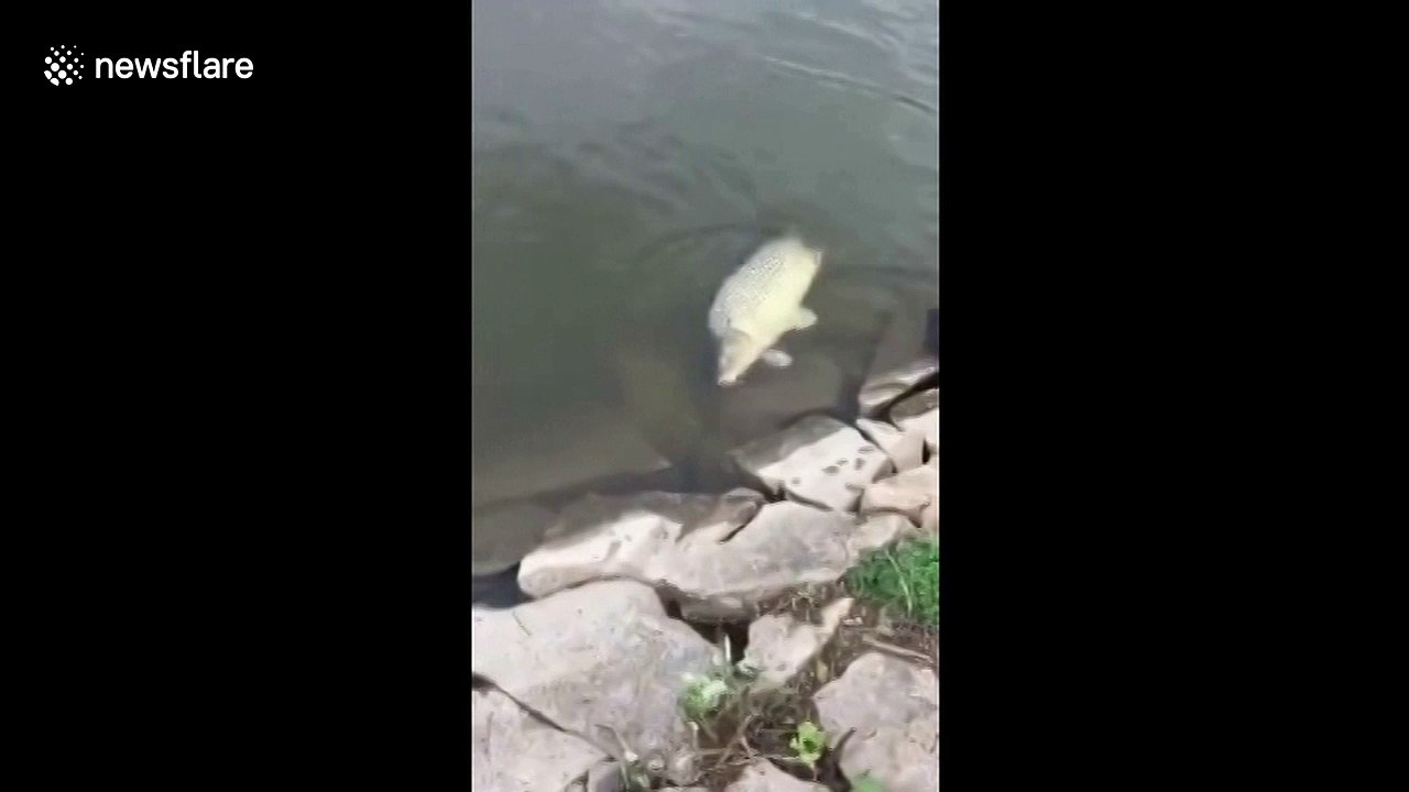Angler amazed to see fishy friend following his catch