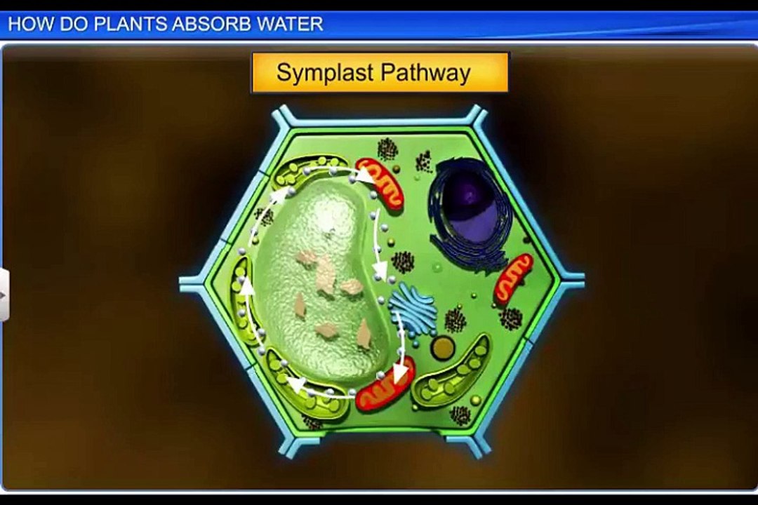 (6)CBSE Class 11 Biology, Transport in Plants – 6, How do Plants Absorb Water؟