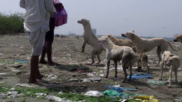 ملاذ آمن للكلاب الضالة على جزر في كراتشي