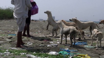 ملاذ آمن للكلاب الضالة على جزر في كراتشي