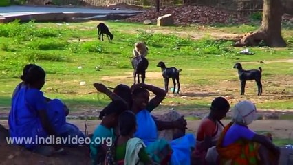 Hahahaha___Most Goat and Monkey funny video__ Must Watch