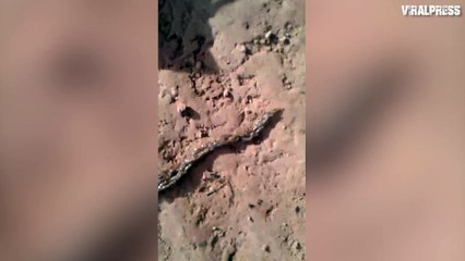 Glistening Caterpillar Train