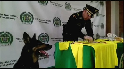 Droga e mondiali: sequetrate in Colombia magliette false dei mondiali intrise di cocaina