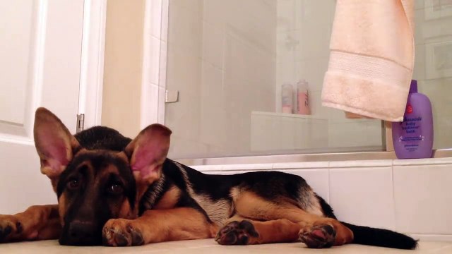 German Shepherd sings along with his owner in the bathroom