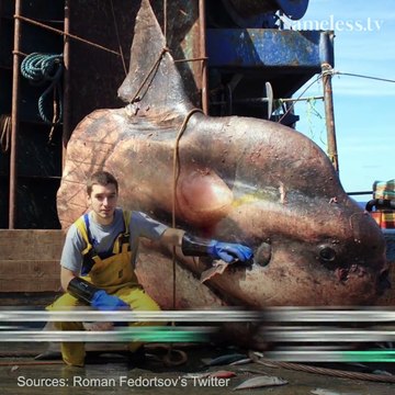 Russian fisherman catches real-life deep sea monsters