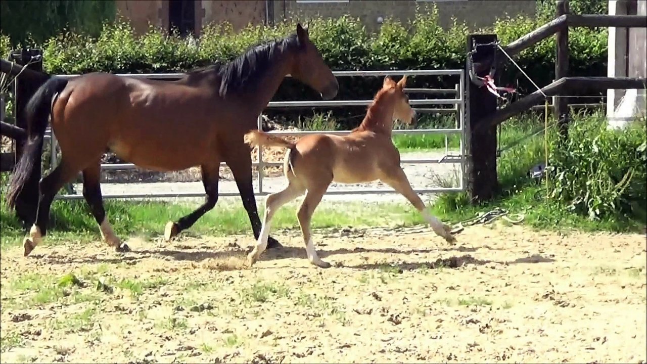 Ikarye des Edènes 1 mois