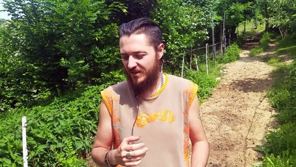 91.Jak zrobic olejek z Bluszczyka Kurdybanka