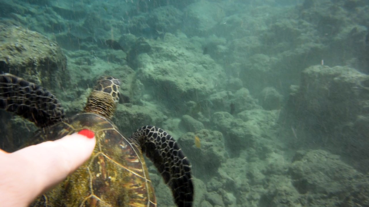 Nage avec les tortues