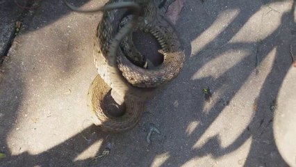 En panique, ce serpent se met à tourner dans tout les sens... Incompréhensible