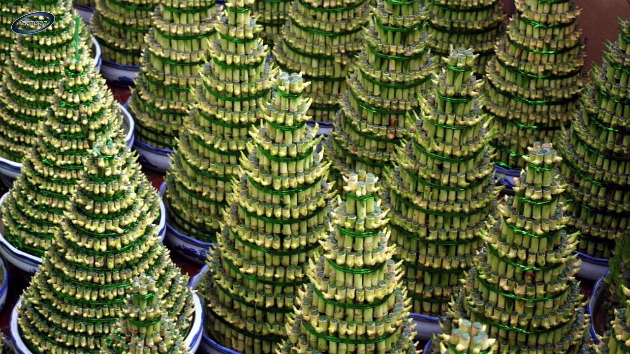 Best Indoor Plants II कमरे में नहीं आती है धूप तो लगायें ये पौधे II Shade Loving Plants II These Plants  Easily Grows without direct Sunlight II Best Plants For Bed Room II Plants for Home II Plants That Grows without Sunlight II