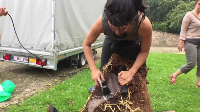 Revenons à nos moutons : A Gesves, un groupe de citoyens veut revaloriser la laine locale - INSPIRE