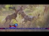 14 Anjing Liar Afrika Dilepasliarkan - NET 24