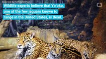 One Of The Only Wild Jaguars Known To Roam The U.S. Is Believed To Have Been Killed