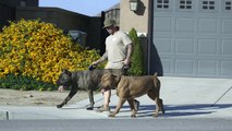 ALL ABOUT LIVING WITH FRENCH BULLDOGS AND CANE CORSO