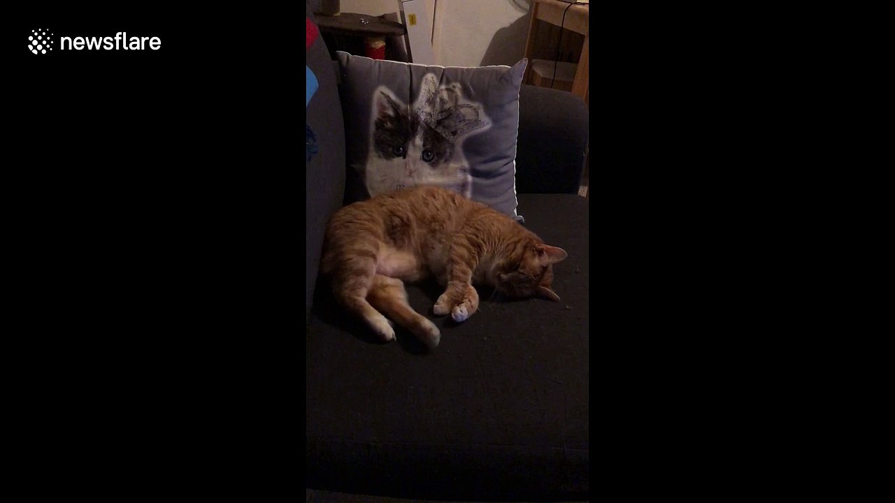 Dreaming cat caught sprinting in her sleep