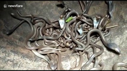 Rescue of 101 baby cobras sparks experts’ outcry