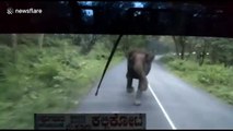 Terrifying moment mother elephant charges bus carrying 60 passengers to protect calf