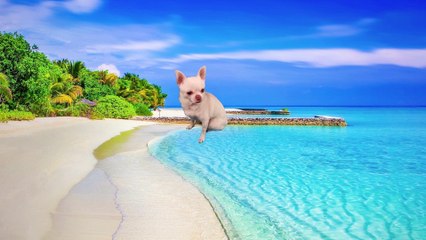 Australia: The 11 Most Dangerous Animals