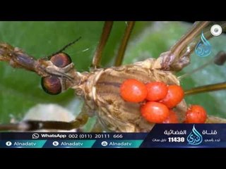 بعوضةٌ فما فوقها | د عبدالله المصلح