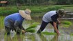 Increasing paddy farmers’ income while reducing subsidies