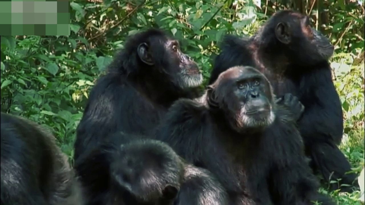Violent chimpanzee attack