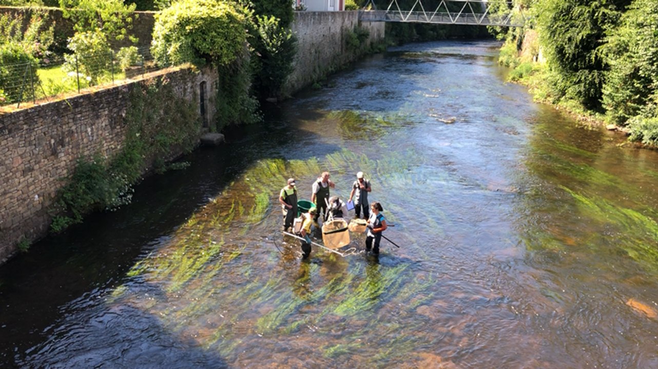 Une pêche électrique pour compter les anguilles