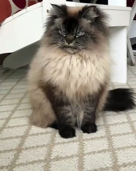 Strange looking cat like a wizard