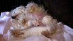 Maltese Puppies - 2 Weeks Old! (in HD)