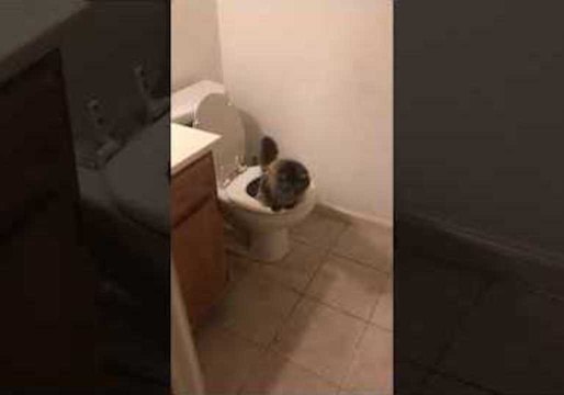 Pee-line Caught in Act as Cat Filmed Using Toilet