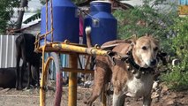 He never misses a round! Indian villagers love this dog who delivers milk by cart