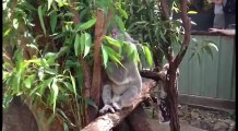 このコアラ…鳴き声がイメージと違うんだけど！