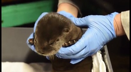 ラッコの赤ちゃん、お母さんラッコと泳ぎのレッスン