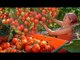 Harvesting Delicious Tomatoes Fruits From Small & Biggest Farm In The world
