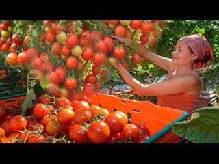 Harvesting Delicious Tomatoes Fruits From Small & Biggest Farm In The world
