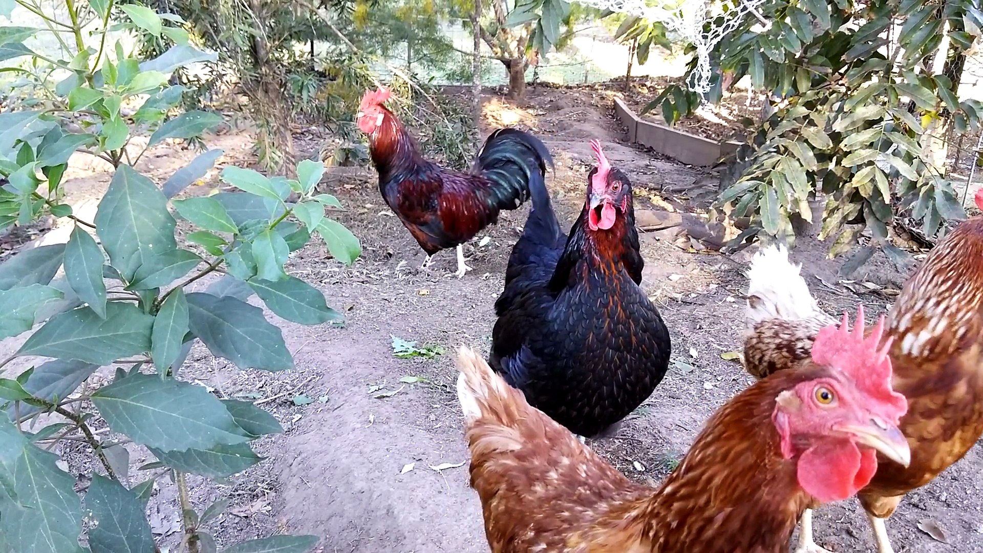 Backyard Chickens & Rooster Free to Roam